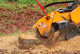 Best Root Management and Removal  in Boulevard Park, WA