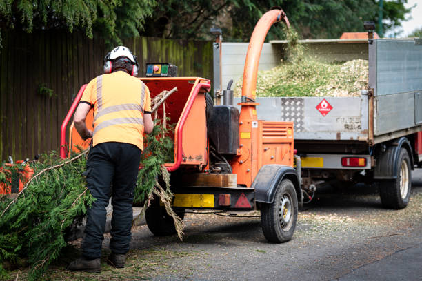 Best Tree Mulching  in Boulevard Park, WA