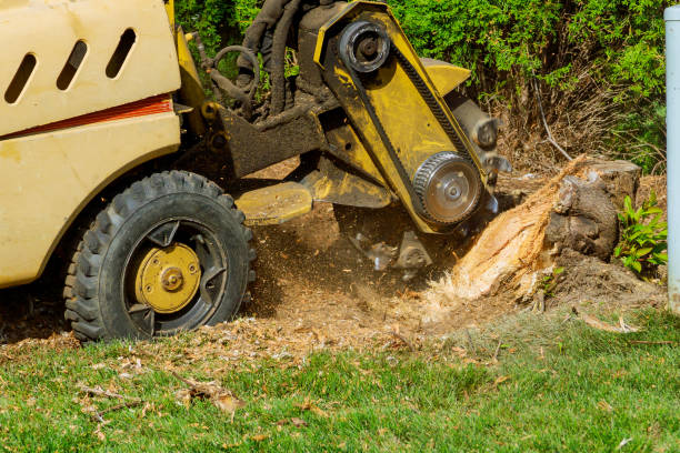 Best Hazardous Tree Removal  in Boulevard Park, WA