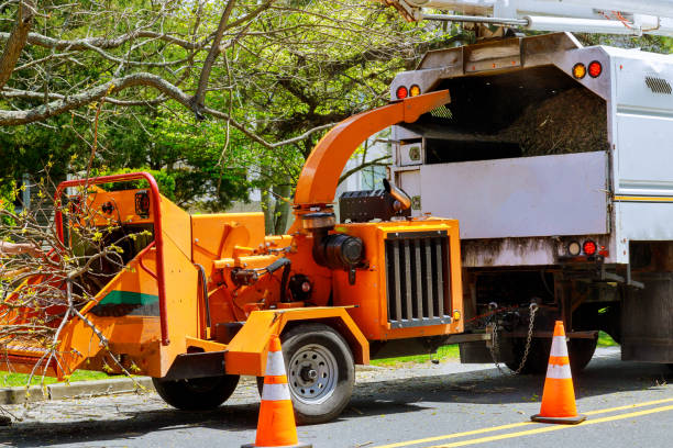 Best Tree Risk Assessment  in Boulevard Park, WA