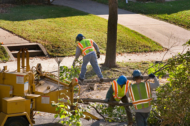 How Our Tree Care Process Works  in  Boulevard Park, WA